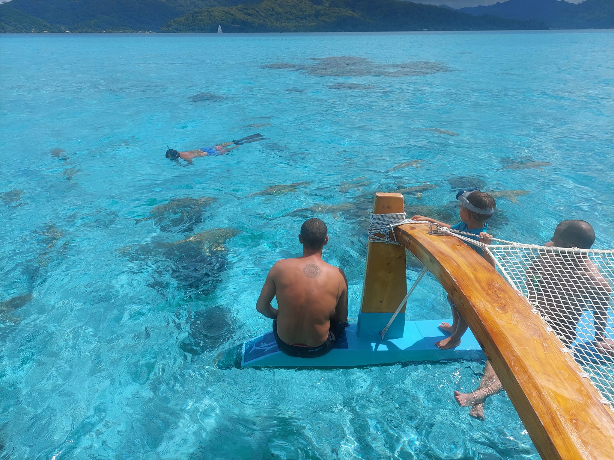Snorkeling Avec Requins