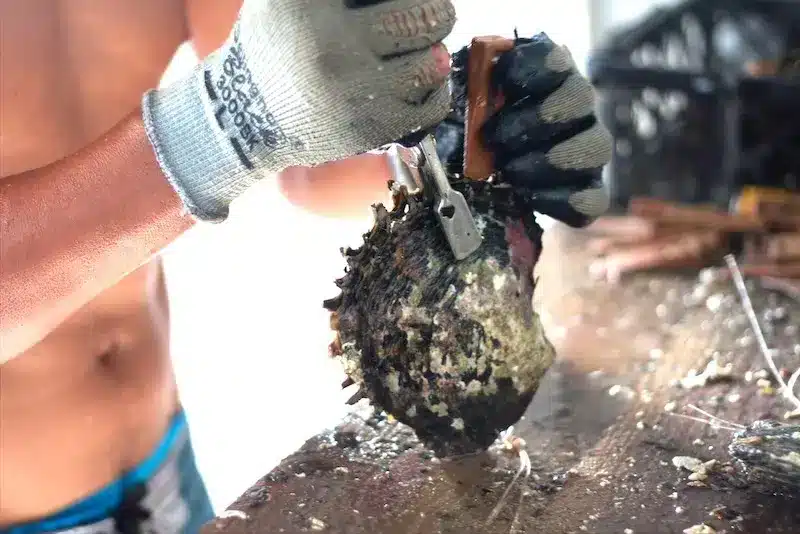 preparation huitre perliere preparation-huitre-perliere