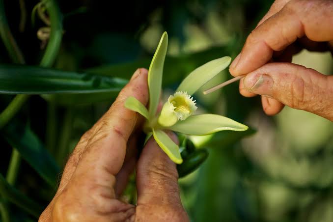 fecondation vanille Close-up of hands tending a pale green orchid blossom, using a small toothpick to touch the bloom.