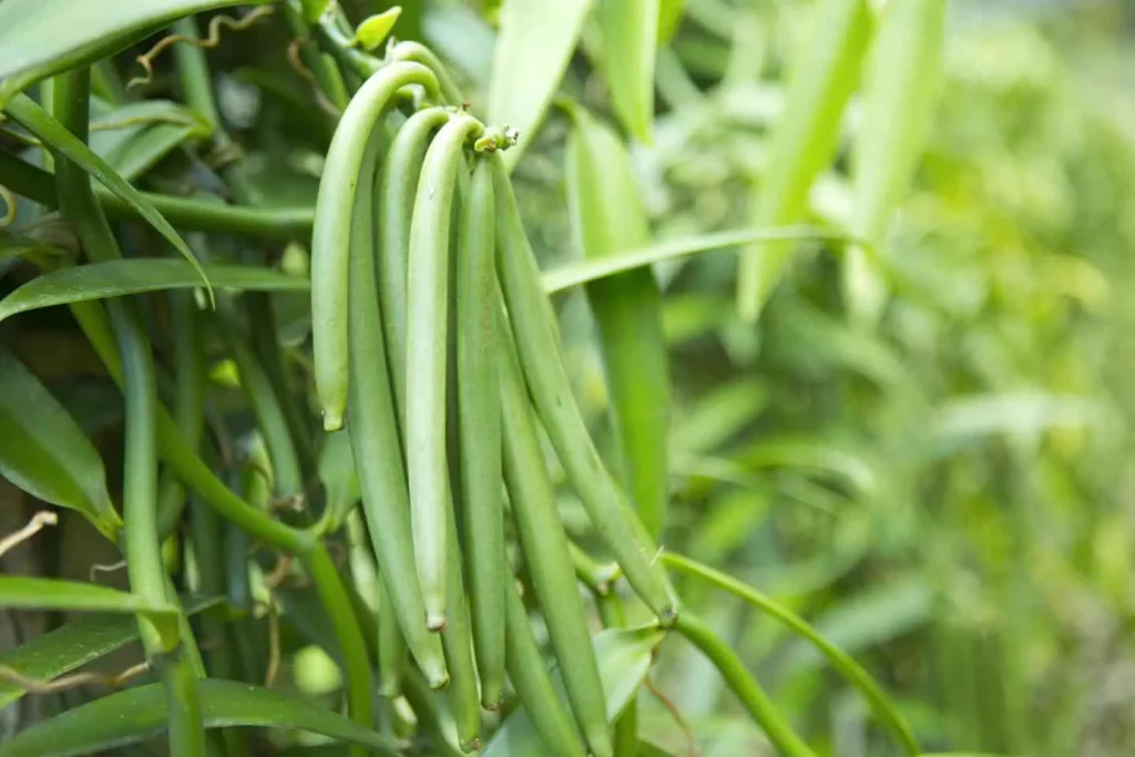 jeunes-vanilles-verte-de-moorea-a-tahiti-tourisme-1024x683 Green beans hanging in a vine garden, ready to harvest as fresh pods grow among leaves.