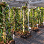 Rows of Potted Climbing Plants Tied to Concrete Posts in a Covered Greenhouse Labels Line the Aisles for Each Plant  Plantation de vanille